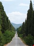 viale cipressi