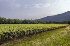  tenuta villa crespia