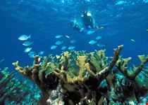 rodi garganico snorkeling