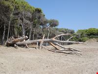  spiaggia della feniglia