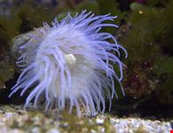  acquario mediterraneo dell argentario