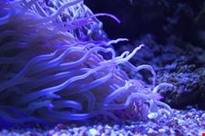  acquario mediterraneo dell argentario