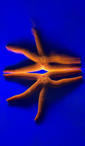  acquario mediterraneo dell argentario