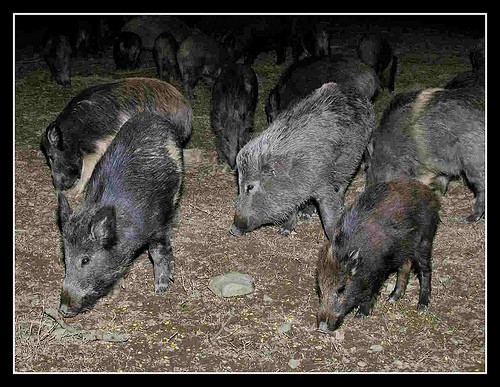  sagra del cinghiale