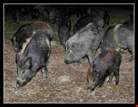  sagra del cinghiale