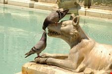 fonte gaia in piazza del campo siena