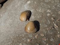  spiaggia acquadolce cirenaica