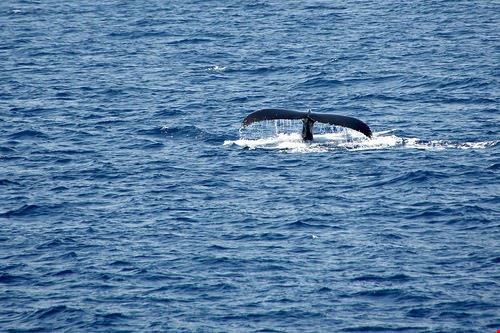 Whale Watching Liguria - rosipaw - rosipaw - Attribution-NonCommercial-ShareAlike (http://creativecommons.org/licenses/by-nc-sa/2.0/)