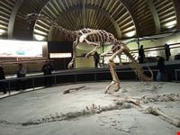  museo archeologico comunale