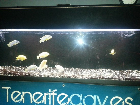 Islas canarias