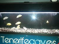 Islas canarias