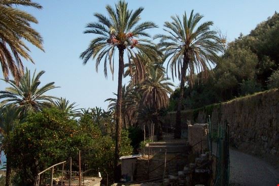  Bordighera  