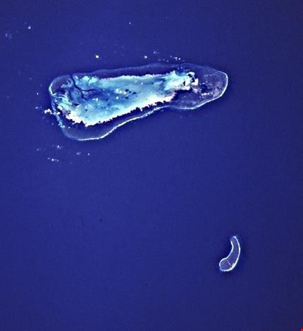 Atollo di Aldabra La Digue  