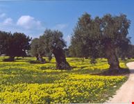 uliveti fasano puglia