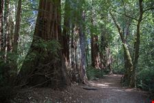  pineta di marina di bibbona