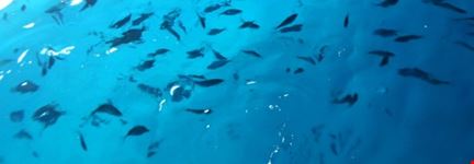 Sardine