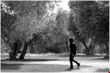  museo dell olivo