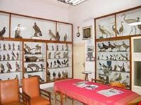 museo_ornitologico