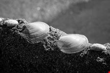  l ondina