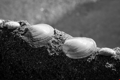  Fregene maurosag - Attribution-NonCommercial-NoDerivs (http://creativecommons.org/licenses/by-nc-nd/2.0/) maurosag
