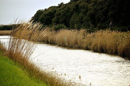 Oasi di Macchiagrande Fiumicino Il cantore - CC BY­SA 3.0 Il cantore