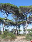  riserva naturale statale litorale romano