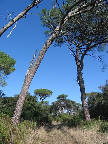  riserva naturale statale litorale romano