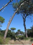  riserva naturale statale litorale romano