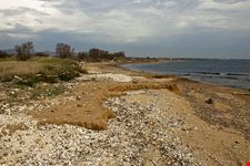  pino al mare