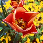  fiori e piante