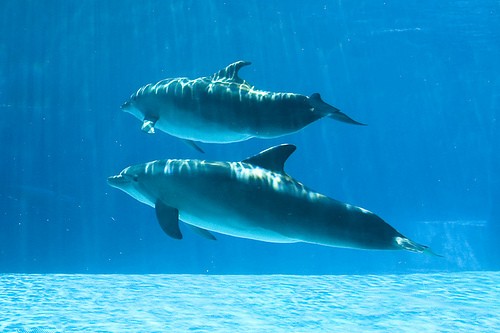  i cetacei del mar ligure