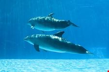 i cetacei del mar ligure