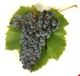 nero d'avola