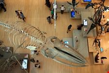  museo scienze naturali