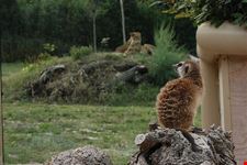  parco zoo la falconara