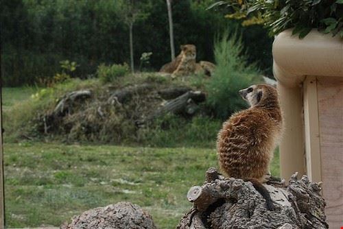 Parco Zoo La Falconara Falconara Marittima Turismo.Marche - Attribution-NonCommercial-ShareAlike (http://creativecommons.org/licenses/by-nc-sa/2.0/) Turismo.Marche