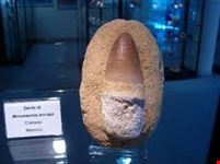 museo