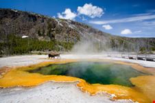 Parco di Yellowstone