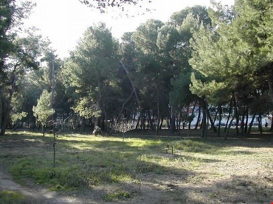 Riserva naturale Pineta di Santa Filomena - Freegiampi - Freegiampi - CC BY-SA 3.0