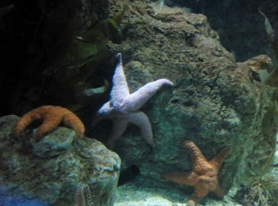 OCEANOGRAFICO VALENCIA