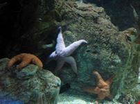 OCEANOGRAFICO VALENCIA