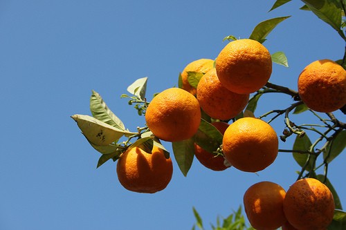  clementine