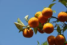  clementine