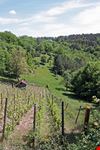 vino mamertino
