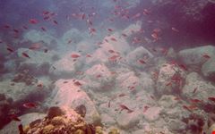  snorkeling