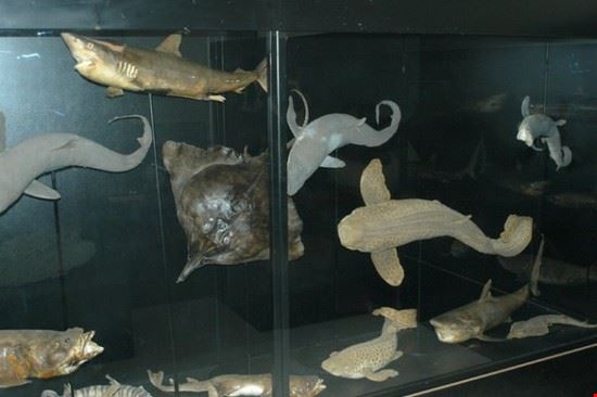Museo Malacologico Piceno