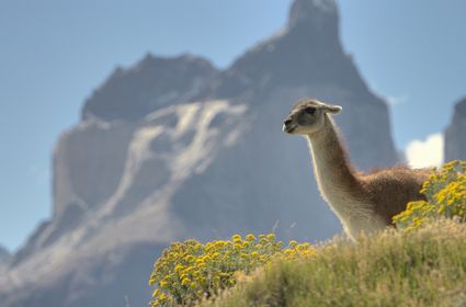 Guanaco