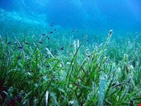  diving e immersioni