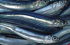 sagra pesce azzurro pollica