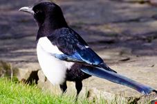 uccelli